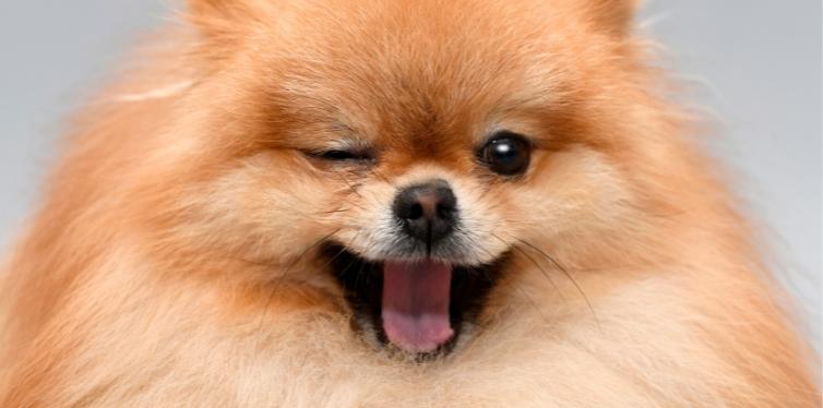 Can a Pomeranian Wear a Harness? 9 Pomeranian winking