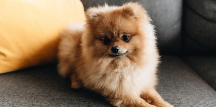Can a Pomeranian Wear a Harness? 7 Brown Pomeranian on a couch