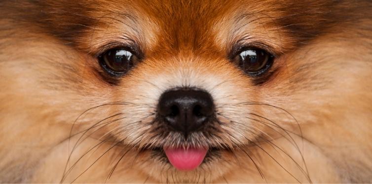 Why Is My Dog Having Trouble Breathing All of a Sudden? 5 Pomeranian face closeup