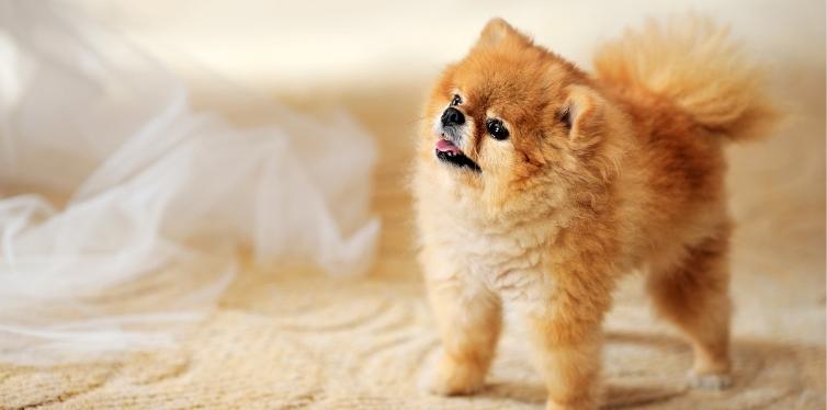 Why Is My Dog Having Trouble Breathing All of a Sudden? 7 Pomeranian puppy looking up
