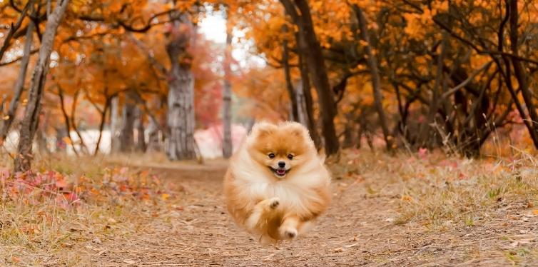 Why Is My Dog Having Trouble Breathing All of a Sudden? 9 Pomeranian running