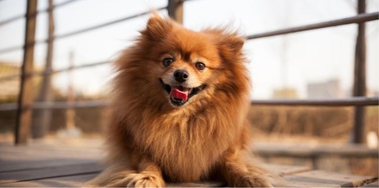 Why Is My Dog Having Trouble Breathing All of a Sudden? 11 Smiling Pomeranian