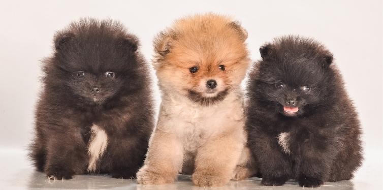 Why Is My Dog Having Trouble Breathing All of a Sudden? 13 Three Pomeranian puppies