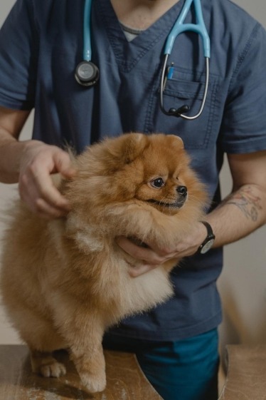 Why Is My Dog Having Trouble Breathing All of a Sudden? 15 Pomeranian at veterinarian