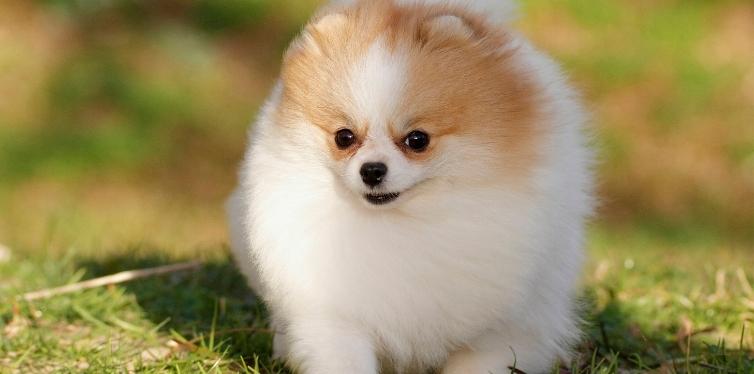 Why Is My Dog Having Trouble Breathing All of a Sudden? 19 White Pomeranian running
