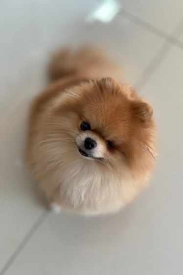 What’s a Healthy Pomeranian Breathing Rate? (And How to Check It) 5 Pomeranian looking up