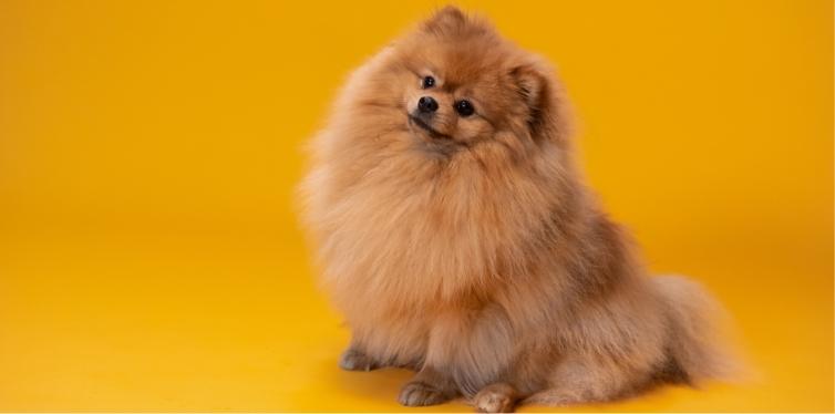 What’s a Healthy Pomeranian Breathing Rate? (And How to Check It) 3 Pomeranian with yellow background