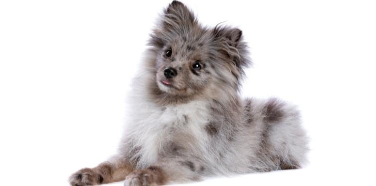 Why Your Pomeranian Sounds Like Choking and More 5 Blue merle Pomeranian