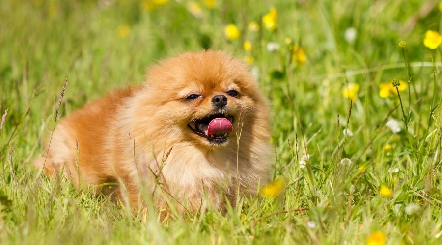 Why Your Pomeranian Sounds Like Choking and More 7 Pomeranian in flowers