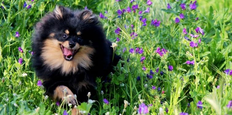 Why Your Pomeranian Sounds Like Choking and More 9 Pomeranian running in a field
