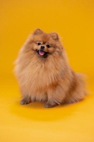 Why Your Pomeranian Sounds Like Choking and More 11 Caramel Pomeranian with yellow background