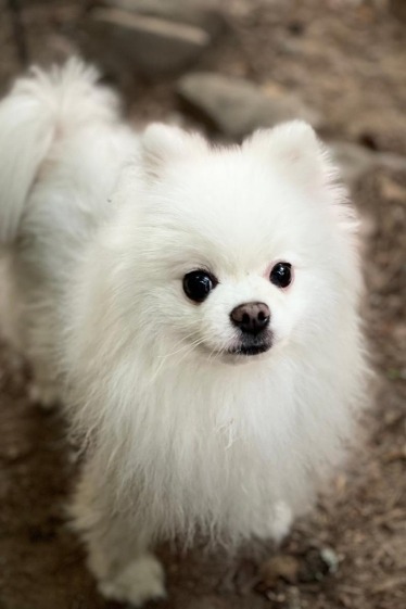 6 Pomeranian Breathing Noises to Look Out For 5 White Pomeranian staring up
