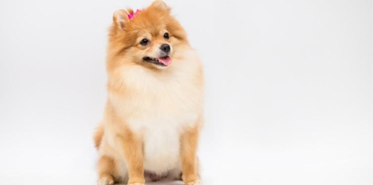 6 Pomeranian Breathing Noises to Look Out For 11 Pomeranian with a bow