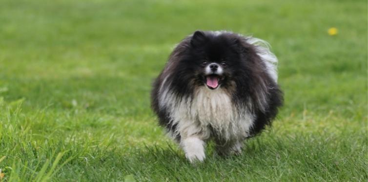 6 Pomeranian Breathing Noises to Look Out For 13 Dark Pomeranian in grass