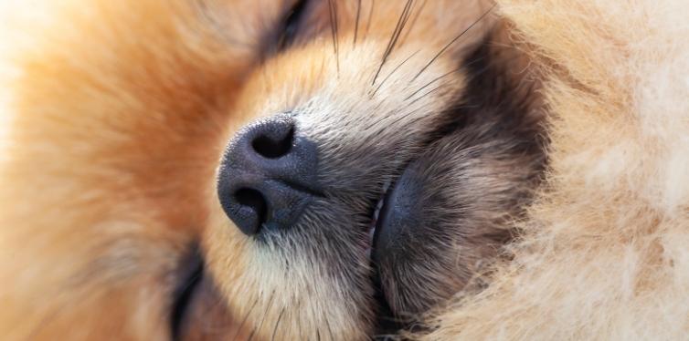 What’s a Healthy Pomeranian Breathing Rate? (And How to Check It) 11 Close up on Pomeranian face