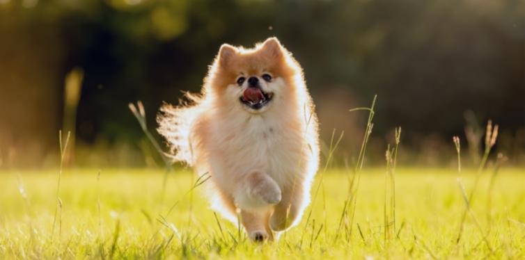 What’s a Healthy Pomeranian Breathing Rate? (And How to Check It) 13 Pomeranian running in field