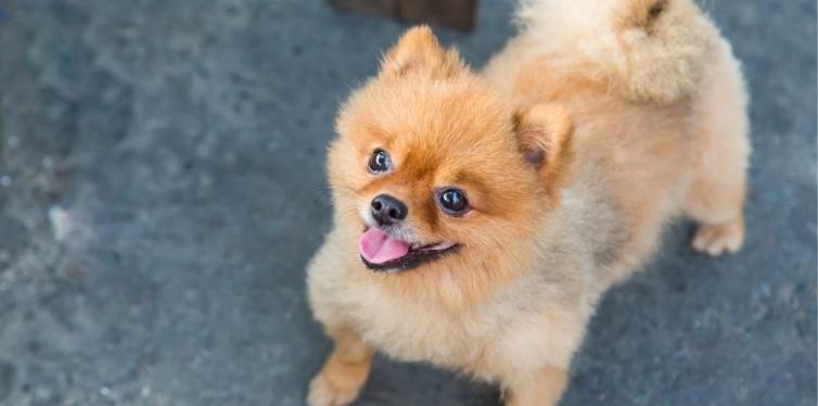 Do Pomeranians Have Breathing Problems? The Ultimate Guide 7 Pomeranian staring up