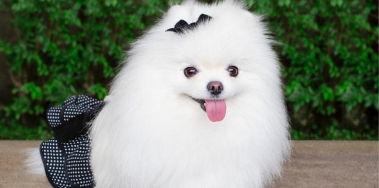 Do Pomeranians Have Breathing Problems? The Ultimate Guide 5 White Pomeranian puppy with bow