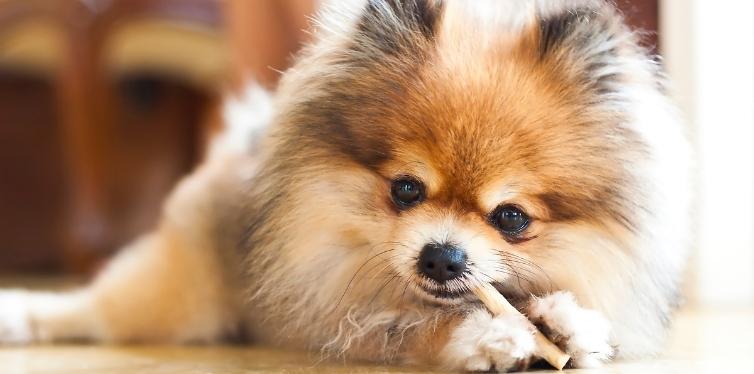 Do Pomeranians Have Breathing Problems? The Ultimate Guide 11 Pomeranian eating chew stick
