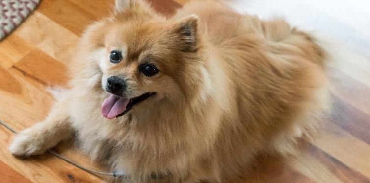 Why's Your Pomeranian Breathing Heavy While Sleeping 17 Pomeranian looking up smiling