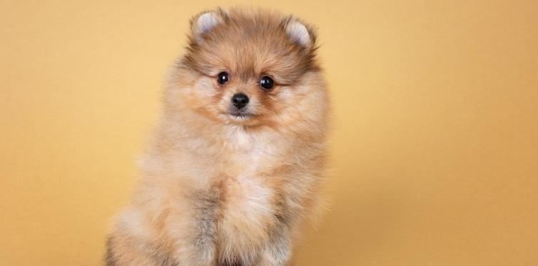 Why's Your Pomeranian Breathing Heavy While Sleeping 11 Pomeranian puppy