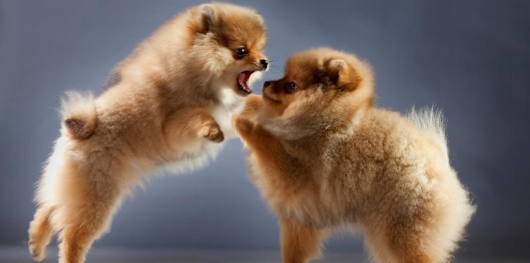Why Is My Pomeranian Breathing so Fast? (12 Reasons) 5 Two Pomeranian puppies playing