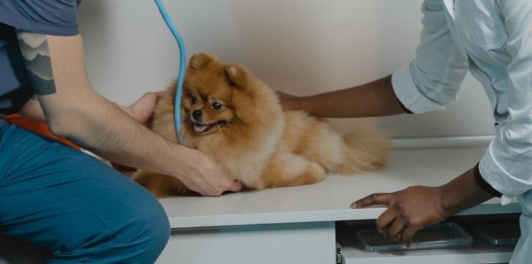 Why Is My Pomeranian Breathing so Fast? (12 Reasons) 7 Pomeranian getting a vet checkup