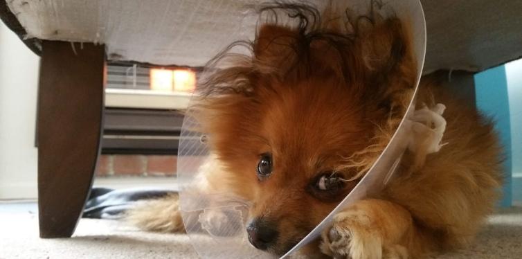 Why Is My Pomeranian Breathing so Fast? (12 Reasons) 11 Pomeranian with dog cone