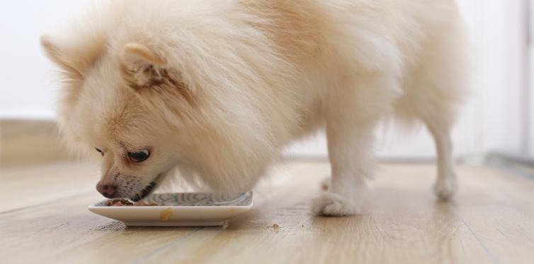 Why Is My Pomeranian Breathing so Fast? (12 Reasons) 13 Pomeranian eating food