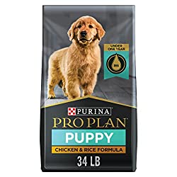 1673041417 208 Top 10 Best Food for Pomeranian Puppies
