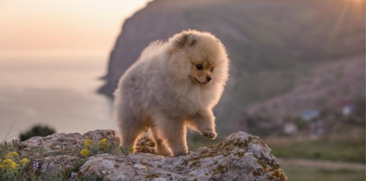 Why Is Your Pomeranian Coughing up White Foam? 9 1673083654 442 Why Is Your Pomeranian Coughing up White Foam