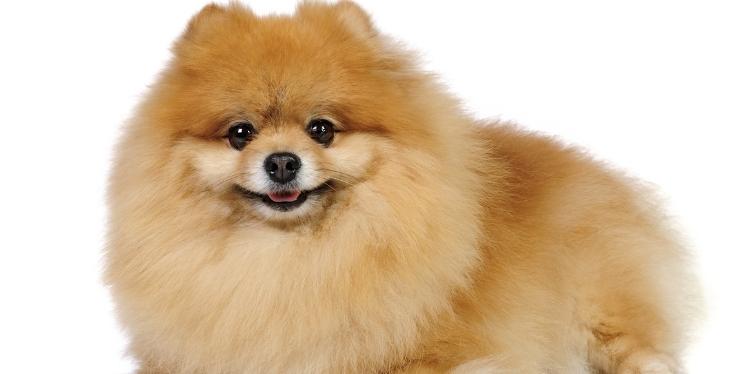 6 Pomeranian Breathing Noises to Look Out For 3 Pomeranian with white background