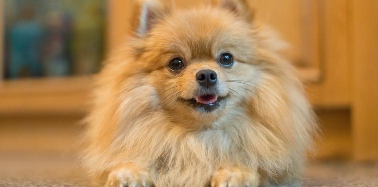 Can Pomeranians Get Asthma? - Spinning Pom 5 Pomeranian on the floor