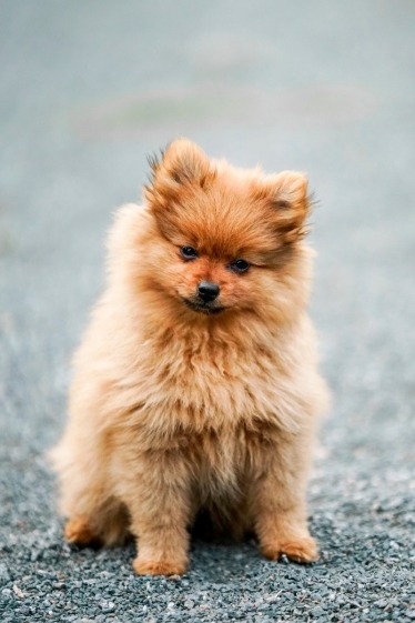 Can a Pomeranian Wear a Harness? 5 Brown Pomeranian puppy