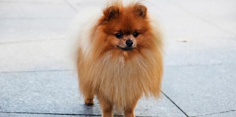 Do Pomeranians Have Breathing Problems? The Ultimate Guide 3 Pomeranian standing in street