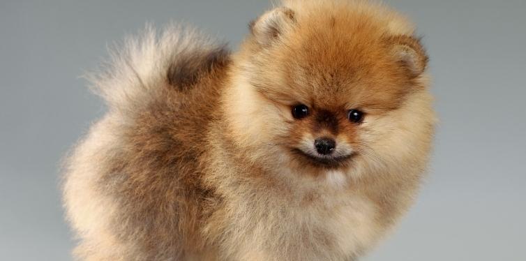 What’s a Healthy Pomeranian Breathing Rate? (And How to Check It) 7 Puppy Pomeranian with grey background
