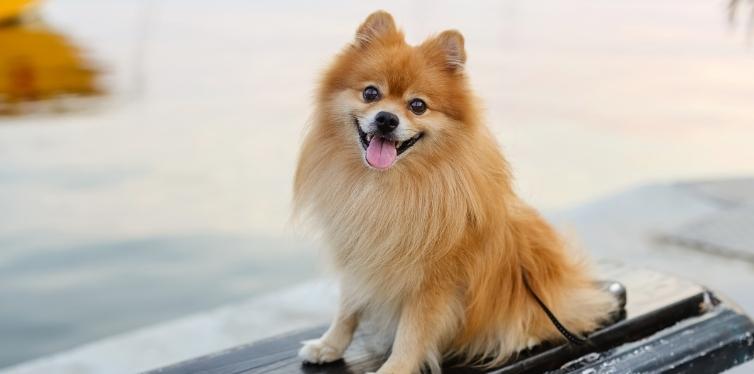 Why Does My Pomeranian Cough After Drinking Water? 9 Pomeranian sitting on a dock