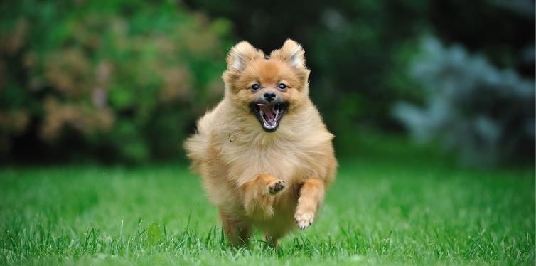 Why Is My Pomeranian Breathing so Fast? (12 Reasons) 3 Pomeranian running in grass