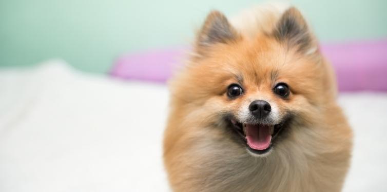 Why Is Your Pomeranian Coughing up White Foam? 3 Pomeranian breathing heavily