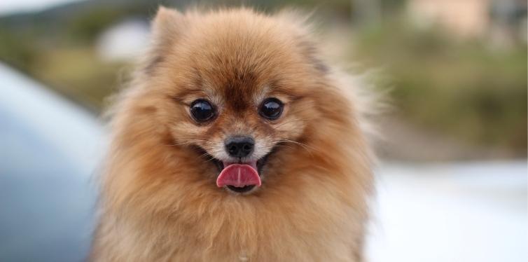 Why Your Pomeranian Sounds Like Choking and More 3 Caramel Pomeranian smiling