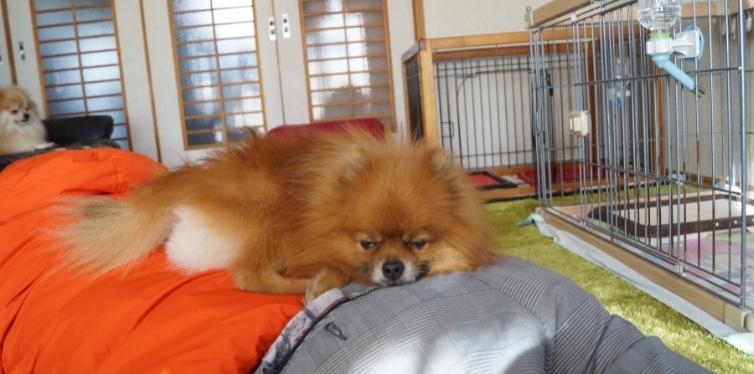 Why's Your Pomeranian Breathing Heavy While Sleeping 3 Pomeranian sleeping on a bed
