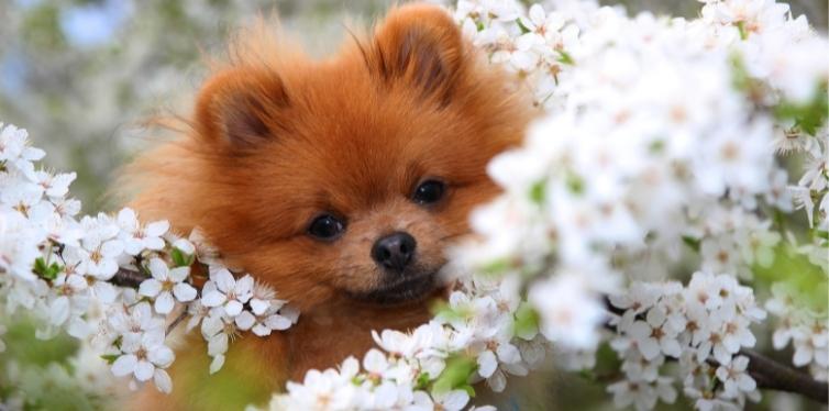 Why Do Pomeranians Cough so Much 4 Pomeranian in flowers