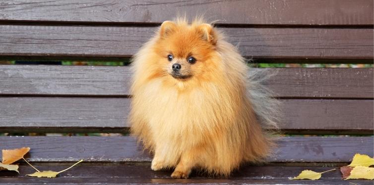 Helpful Collapsed Trachea Treatment for Pomeranians 4 Pomeranian on a bench