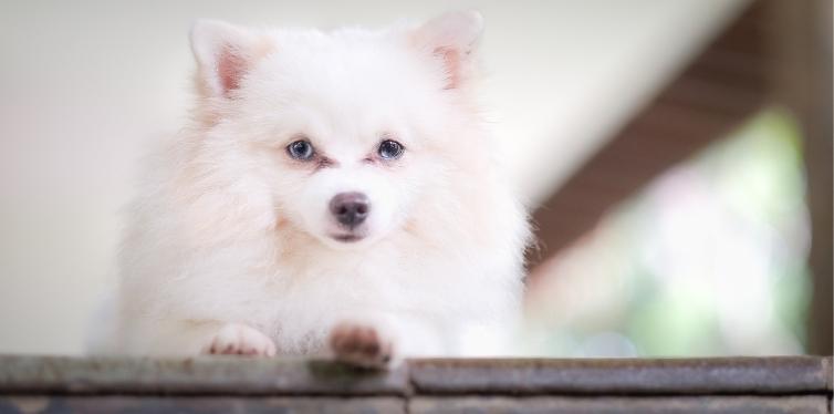 Helpful Collapsed Trachea Treatment for Pomeranians 8 White Pomeranian staring