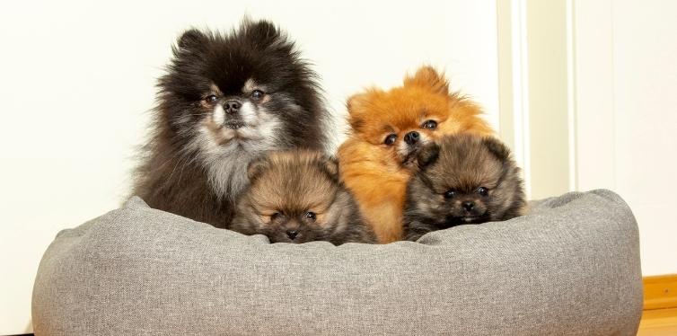 Helpful Collapsed Trachea Treatment for Pomeranians 6 Pomeranian family