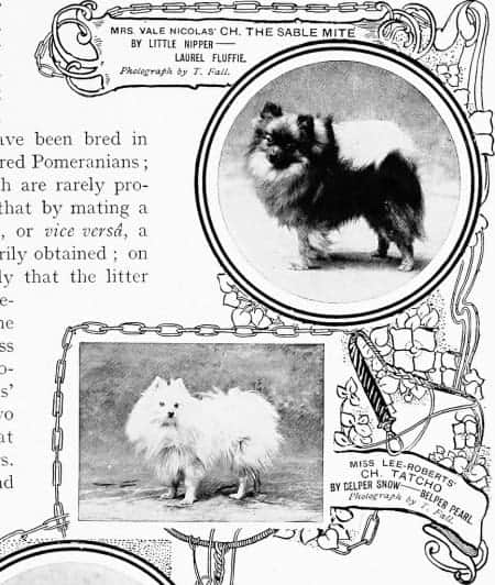 Unbelievable History of Pomeranians (Plus Amazing Pictures) 9 1680636748 882 Unbelievable History of Pomeranians Plus Amazing Pictures
