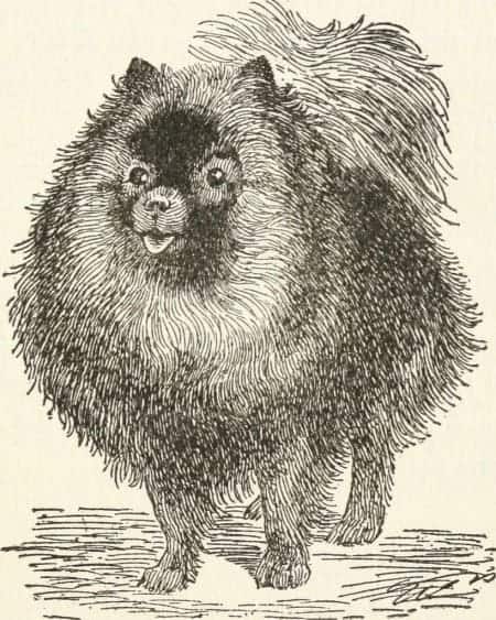 45 Fascinating Facts About Pomeranians 7 1680642777 586 45 Fascinating Facts About Pomeranians