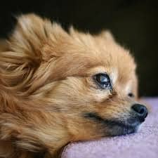 45 Fascinating Facts About Pomeranians 9 1680642778 471 45 Fascinating Facts About Pomeranians