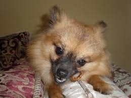 45 Fascinating Facts About Pomeranians 12 1680642778 499 45 Fascinating Facts About Pomeranians