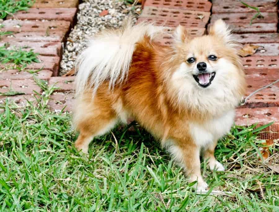 45 Fascinating Facts About Pomeranians 11 Pomeranian on grass